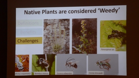 Thumbnail for Best Choice - Natives Versus Hybrids by Gail Langelotto