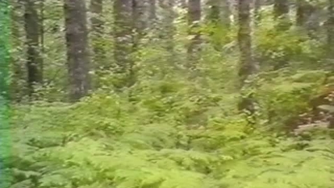 Thumbnail for &quot;Reforestation: It's No Accident&quot;