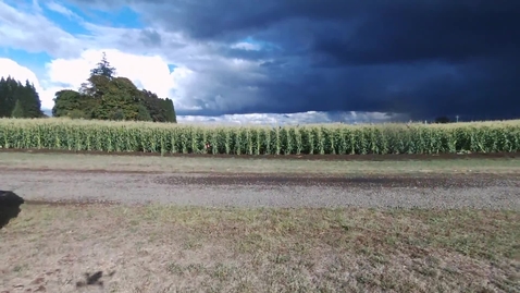 Thumbnail for Corn inter-seeding / nitrate leaching project