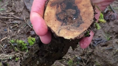 Thumbnail for How to Scout for Grapevine Trunk Disease in Spur Pruned Vineyards