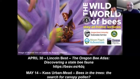 Thumbnail for The Wild World of Bees: She's a Bad Bee: A Closer Look at Oregon's Kleptoparasites [August Jackson]