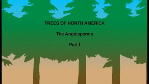 Thumbnail for entry Trees of North America: The Angiosperms Part I