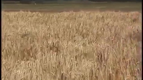 Thumbnail for Directed Evolution of Barley