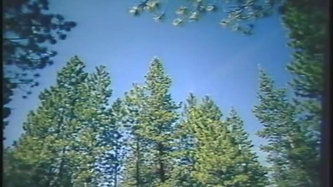 Thumbnail for Mountain Pine Beetles - Understanding the Problem