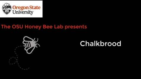 Thumbnail for entry Chalkbrood