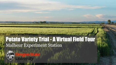 Thumbnail for Malheur Experiment Station Virtual Field Tour - Potato Variety Trial 