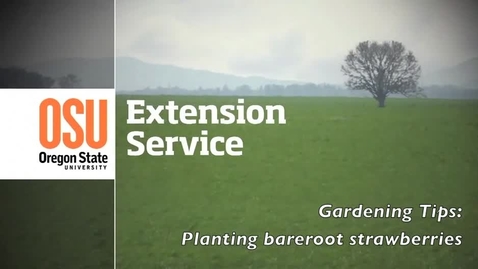 Thumbnail for entry OSU Extension Gardening Tips: Planting bareroot strawberries