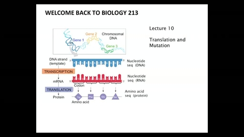 Thumbnail for entry BI 213 - Lecture 11