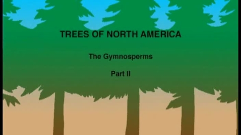 Thumbnail for entry Trees of North America: The Gymnosperms - Part II