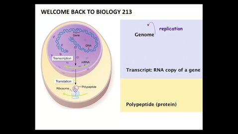 Thumbnail for BI 213 - Lecture 09