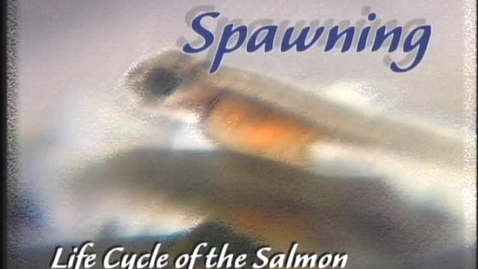 Thumbnail for entry Life Cycle of the Salmon