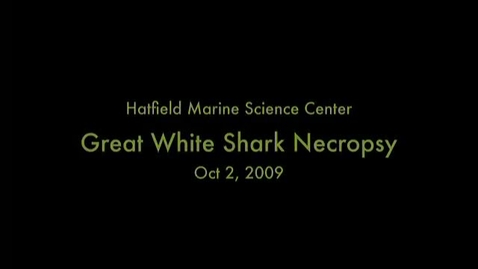 Thumbnail for Great White Shark Necropsy
