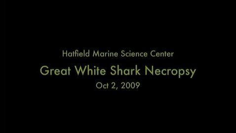 Thumbnail for entry Great White Shark Necropsy