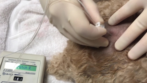 Thumbnail for Using a nerve stimulator to facilitate epidural injection in a cat