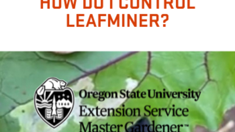 Thumbnail for entry How Do I Control Leafminers?