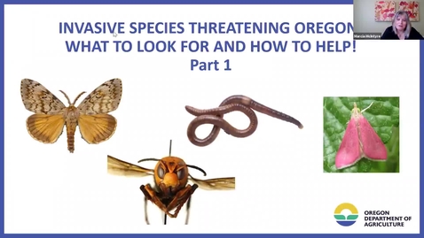Thumbnail for **Part I - Invasive Species Threatening Oregon! What to Look For and How to Help - Garden Webinar Series - metro area OSU Extension Service Master Gardener Program