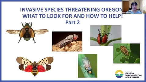 Thumbnail for **Part II - Invasive Species Threating Oregon! What to Look For and How to Help* - Garden Webinar Series - metro area OSU Extension Master Gardener Program -