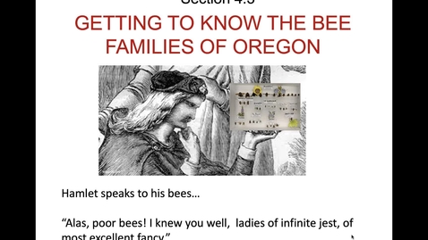 Thumbnail for entry Bee Families - Intro