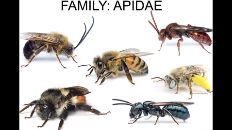 Thumbnail for entry Bee Families - Apidae