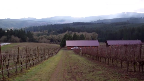 Thumbnail for Transitioning to spur pruning - cane selection.mp4