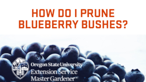 Thumbnail for entry How do I prune blueberry bushes?