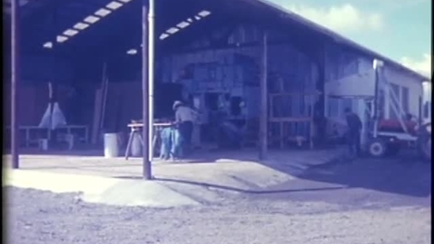 Thumbnail for Hops growing  at the East Farm and Hop yard, September 1978