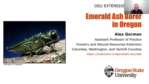 Thumbnail for **Emerald Ash Borer: the pest, the signs, the symptoms - 2022 Fall Recertification Webinar *
