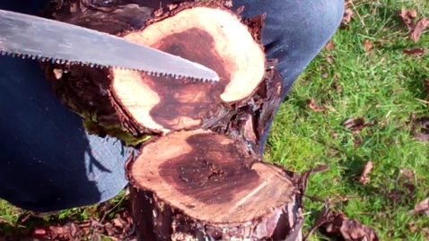 Thumbnail for How to Scout for Grapevine Trunk Disease in Cane Pruned Vines