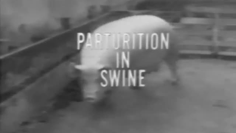 Thumbnail for entry Parturition in Swine, 1974