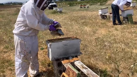 Thumbnail for entry Smoker safety in the apiary