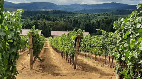 Thumbnail for OSU Vineyard Rootstock Trial