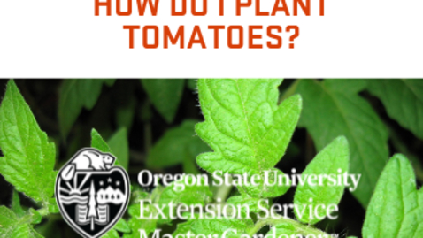 Thumbnail for entry How Do I Plant Tomatoes?