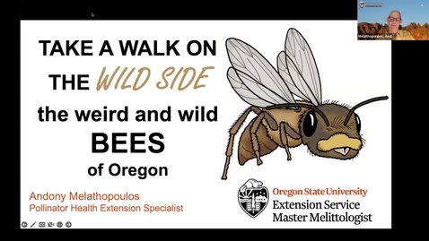 Thumbnail for entry **Take a walk on the wild side with native bees of Oregon * - Washington County Master Gardener Association's Speaker Series