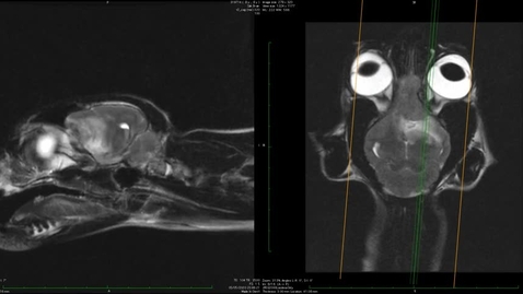 Thumbnail for BVMS 5 Cat Meningioma Sagittal MRI