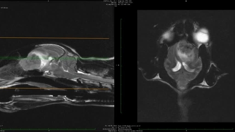 Thumbnail for BVMMS 5 Cat Meningioma dorsal