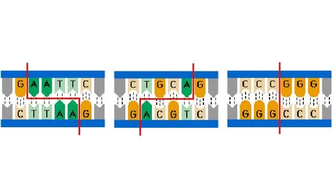 Thumbnail for entry Restriction Enzymes