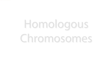 Thumbnail for entry Homologous Chromosomes