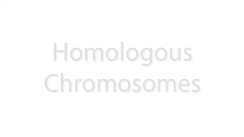 Thumbnail for Homologous Chromosomes
