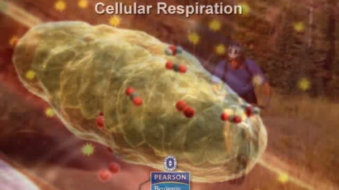 Thumbnail for entry Cellular Respiration