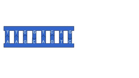 Thumbnail for 13_11DNAReplicatOverview_A