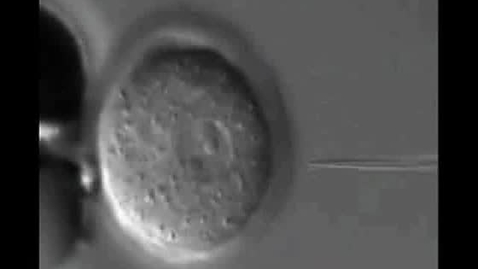 Thumbnail for Make Transgenic Mice