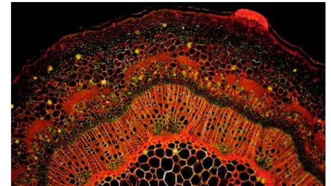 Thumbnail for Annotated Lab 6--Roots-Stems-Leaves (with audio) (cc)