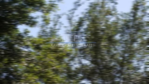 Thumbnail for Xavier Kaleemullah - Trees