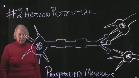 Thumbnail for Part 2 Action Potential