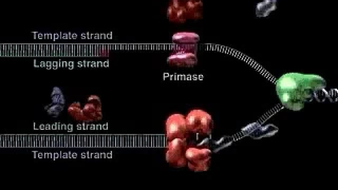 Thumbnail for entry DNA Replication Summary 3