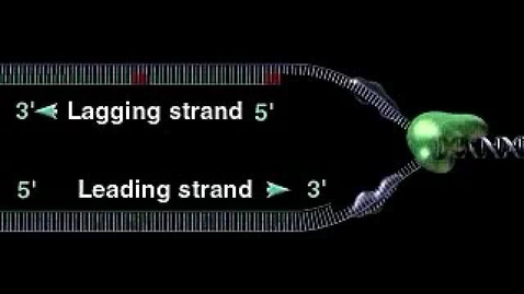Thumbnail for 13_18LaggingStrand_A.mpg