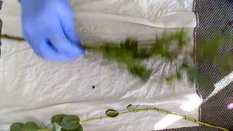 Thumbnail for FDOL F20 - Natural Stains