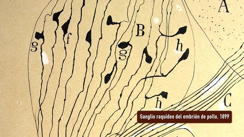 Miniatura para GANGLIO RAQUÍDEO DEL EMBRIÓN DE POLLO. PRESENTACIÓN POR RAMÓN Y CAJAL. EXPOSICIÓN &quot;HUELLAS DE CAJAL EN LA UNIVERSIDAD DE SEVILLA&quot;