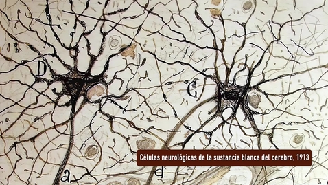 Miniatura para CÉLULAS NEUROLÓGICAS DE LA SUSTANCIA BLANCA DEL CEREBRO. PRESENTACIÓN POR RAMÓN Y CAJAL. EXPOSICIÓN &quot;HUELLAS DE CAJAL EN LA UNIVERSIDAD DE SEVILLA&quot;