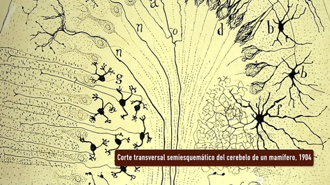 Miniatura para CORTE TRANSVERSAL SEMIESQUEMÁTICO DEL CEREBELO DE UN MAMÍFERO. PRESENTACIÓN POR RAMÓN Y CAJAL. EXPOSICIÓN &quot;HUELLAS DE CAJAL EN LA UNIVERSIDAD DE SEVILLA&quot;